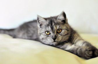 Comment aspirer les poils de chien ou de chat ?